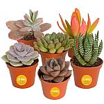 6-Pack Costa Farms Live Mini Succulent Plants $13.46