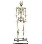 Haunted Living 10-ft Poseable Skeleton Yard Decoration $129