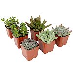 6-Pack Element 2" Succulent Live Indoor House Plants w/ Pots $9.98