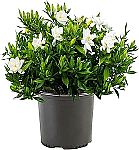 Frostproof Gardenia, 1 Gallon $11